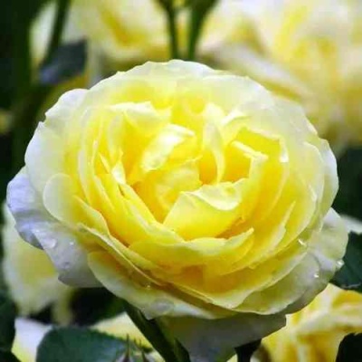 Роза КОМТЕСС ДЮ БАРИ флорибунда  в Орле