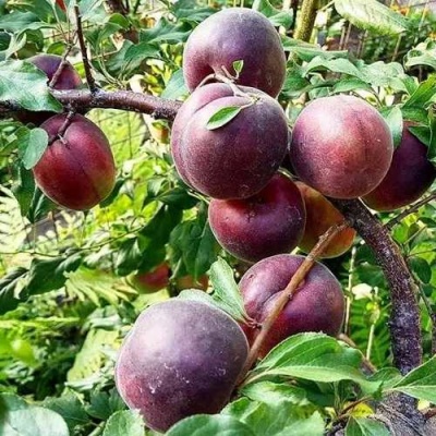 Абрикос ЧЕРНЫЙ БАРХАТ в Орле
