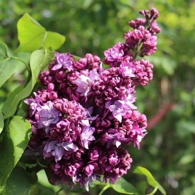 Сирень МАРШАЛ МАЛИНОВСКИЙ в Орле