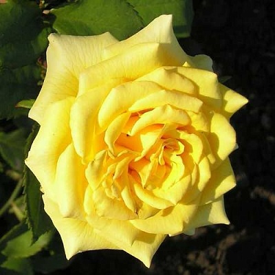 Роза ЛАНДОРА чайно-гибридная  в Орле