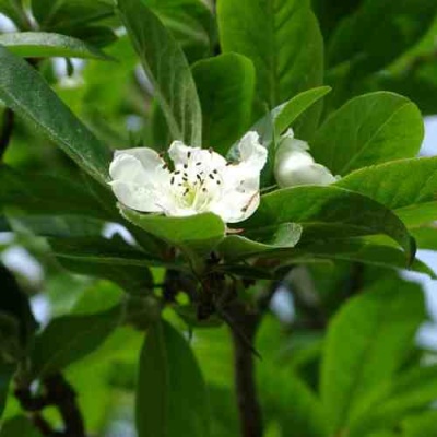 МУШМУЛА  в Орле