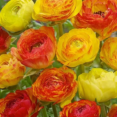 Лютик ПИКОТИ ОРИНДЖ в Орле