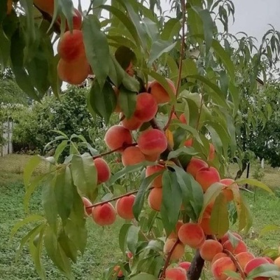 Персик ВУЛКАН в Орле