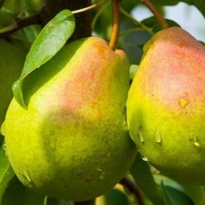 Груша ФЛЕЙТА в Орле