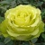 Роза ЛИМБО (ДОЛЛАР) чайно-гибридная  в Орле