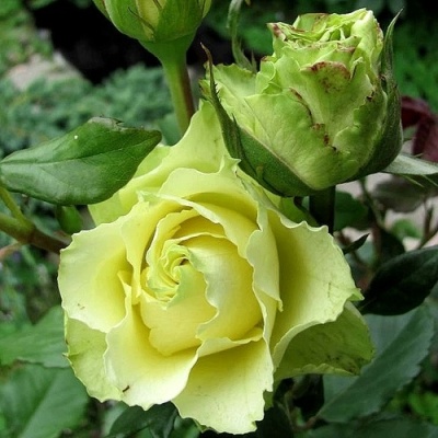 Роза ЛИМБО (ДОЛЛАР) чайно-гибридная  в Орле