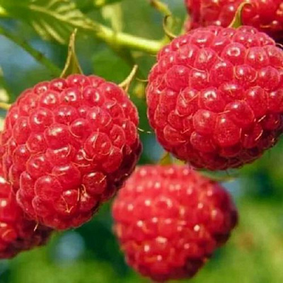 Поздняя в Орле