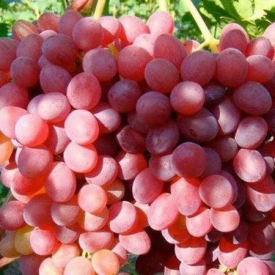 Виноград КИШМИШ КРАСНЫЙ в Орле