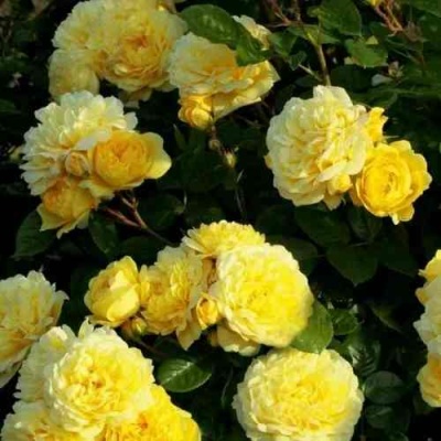 Роза АНИ ДЮПРЕЙ флорибунда в Орле