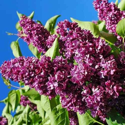 Сирень ЧАРЛЬЗ ДЖОЛИ в Орле