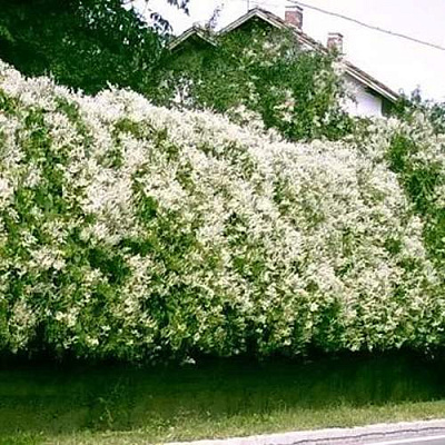 Фаллопия в Орле