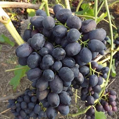 Виноград ЗАБАВА в Орле
