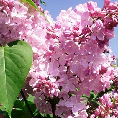 Сирень АДЕЛИНА в Орле
