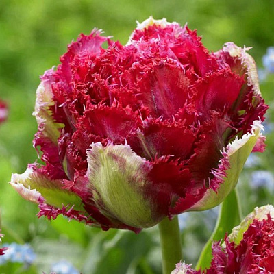 Тюльпан БЕЛЬФОР бахромчатый в Орле