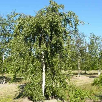 Береза повислая в Орле