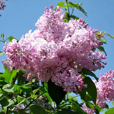 Сирень БУФФОН в Орле