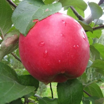 Яблоня АМУЛЕТ в Орле