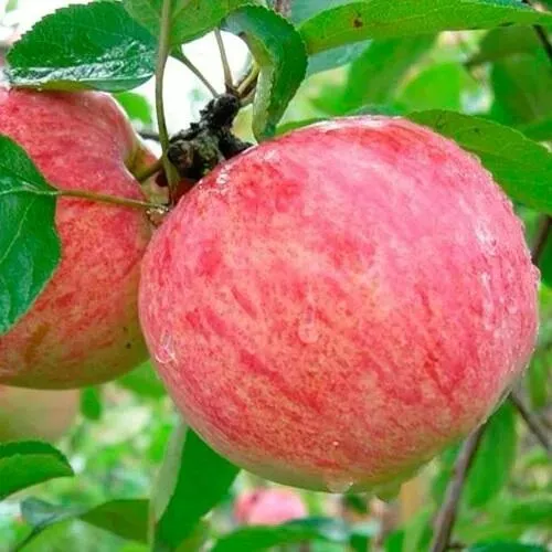 Яблоня КОРИЧНОЕ ПОЛОСАТОЕ в Орле