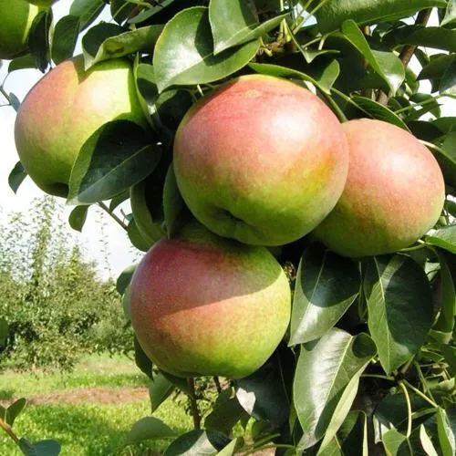 Груша КУПАЛА в Орле