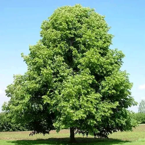 Липа мелколистная в Орле