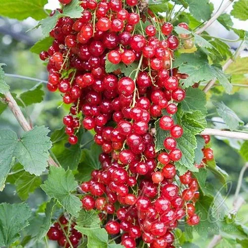 Смородина красная РЕД ЛЕЙК в Орле